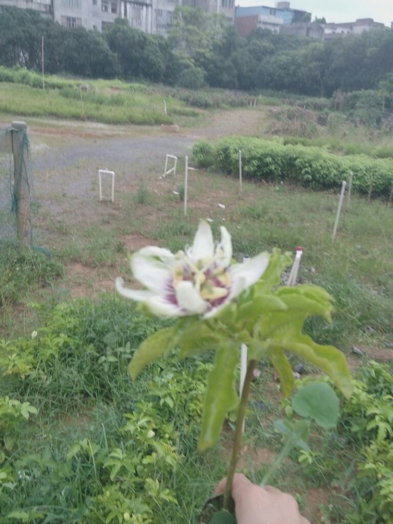 紫香1号百香果苗10~20cm