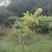 紫香1号百香果苗10~20cm