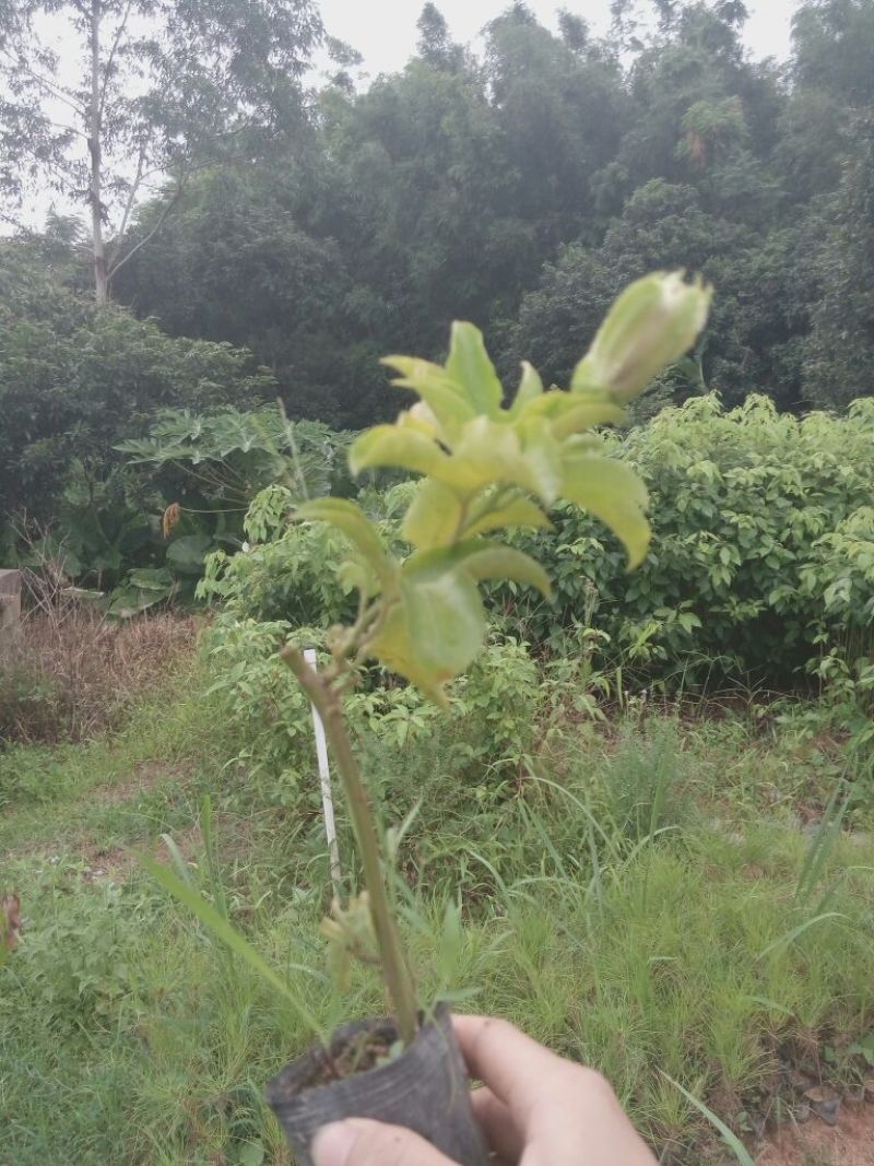 紫香1号百香果苗10~20cm