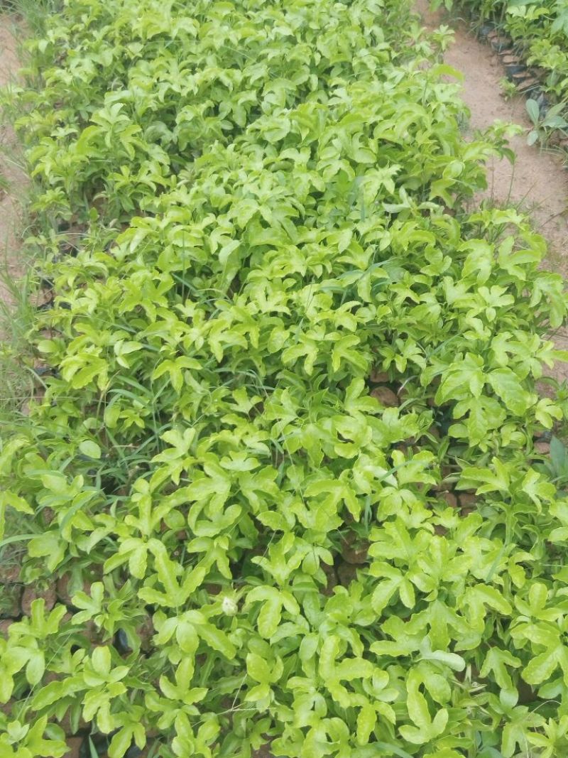 紫香1号百香果苗10~20cm