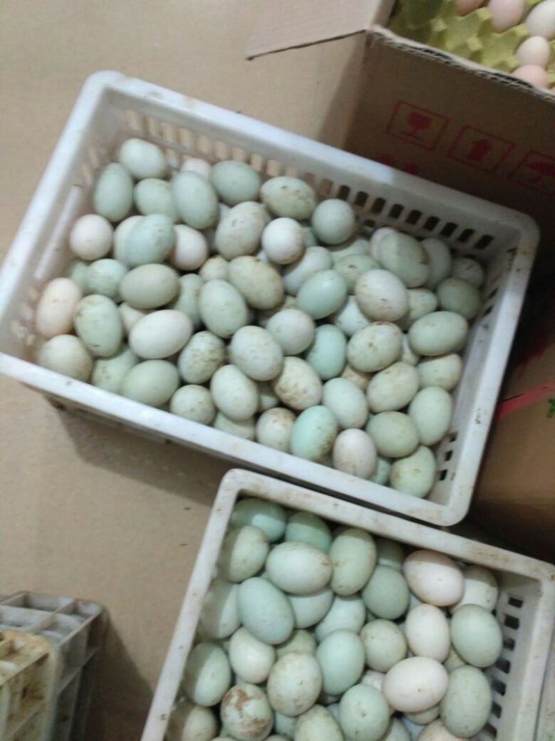 鲜鸭蛋食用