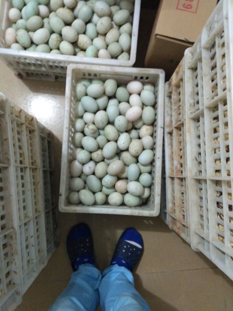 鲜鸭蛋食用