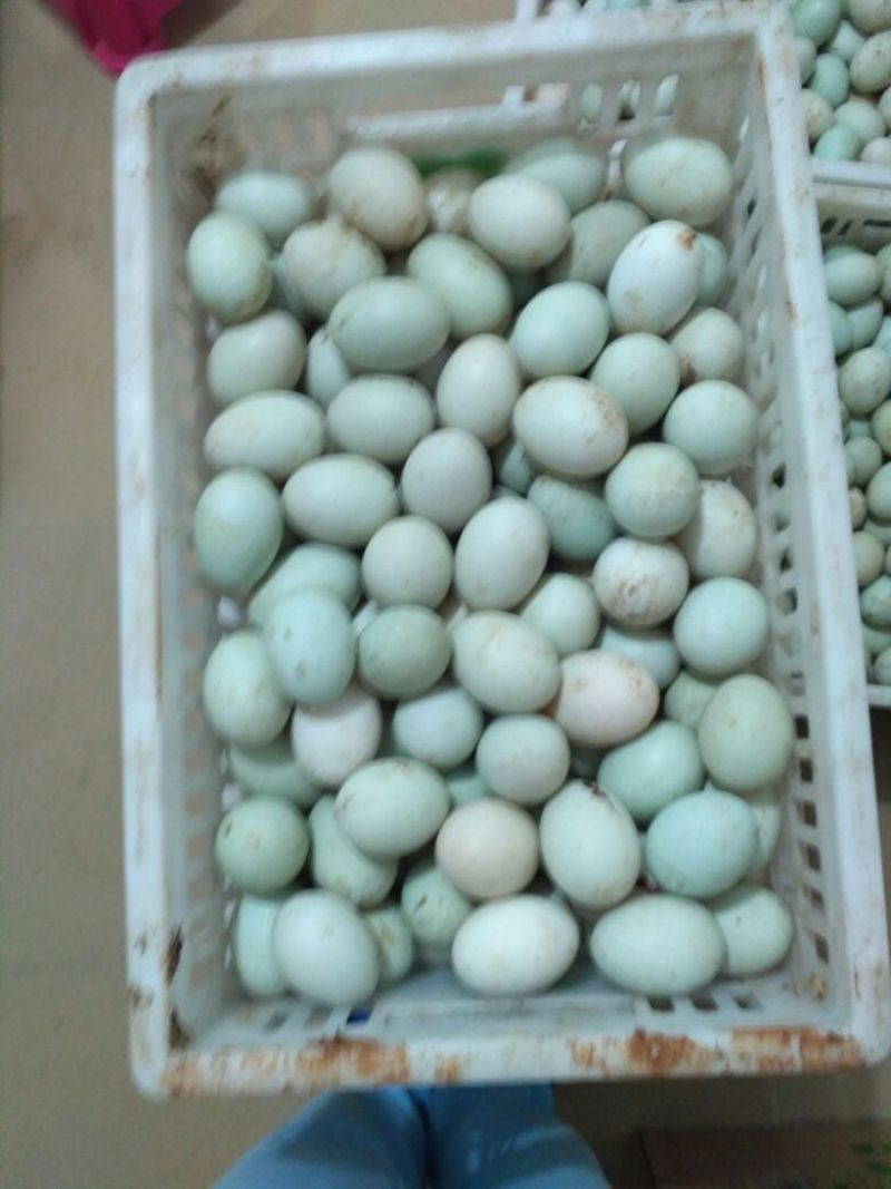 鲜鸭蛋食用