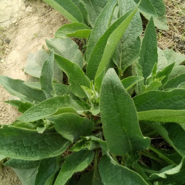 俄菜俄罗斯饲料菜根好活