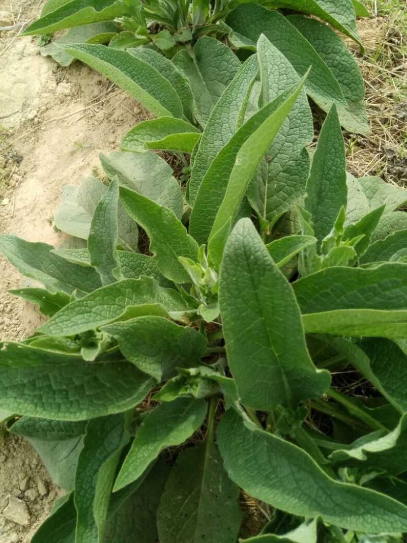 俄菜俄罗斯饲料菜根好活