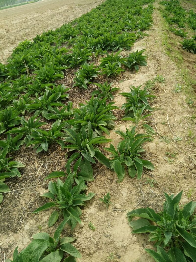 俄菜俄罗斯饲料菜根好活