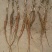 白芍种苗芍药基地供货