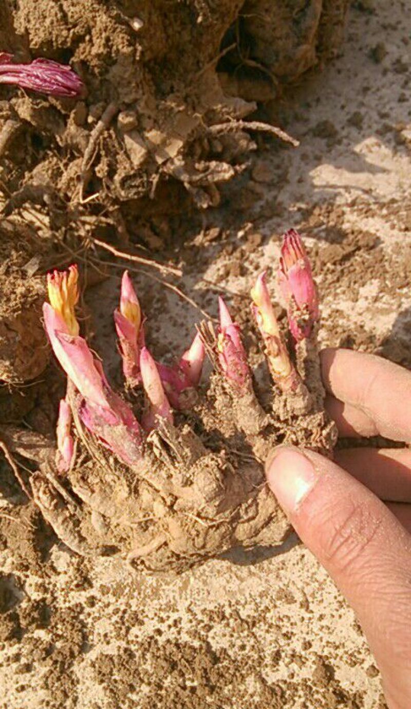 白芍种苗芍药芽头产地共用