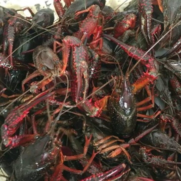 大龙虾8~12只/kg