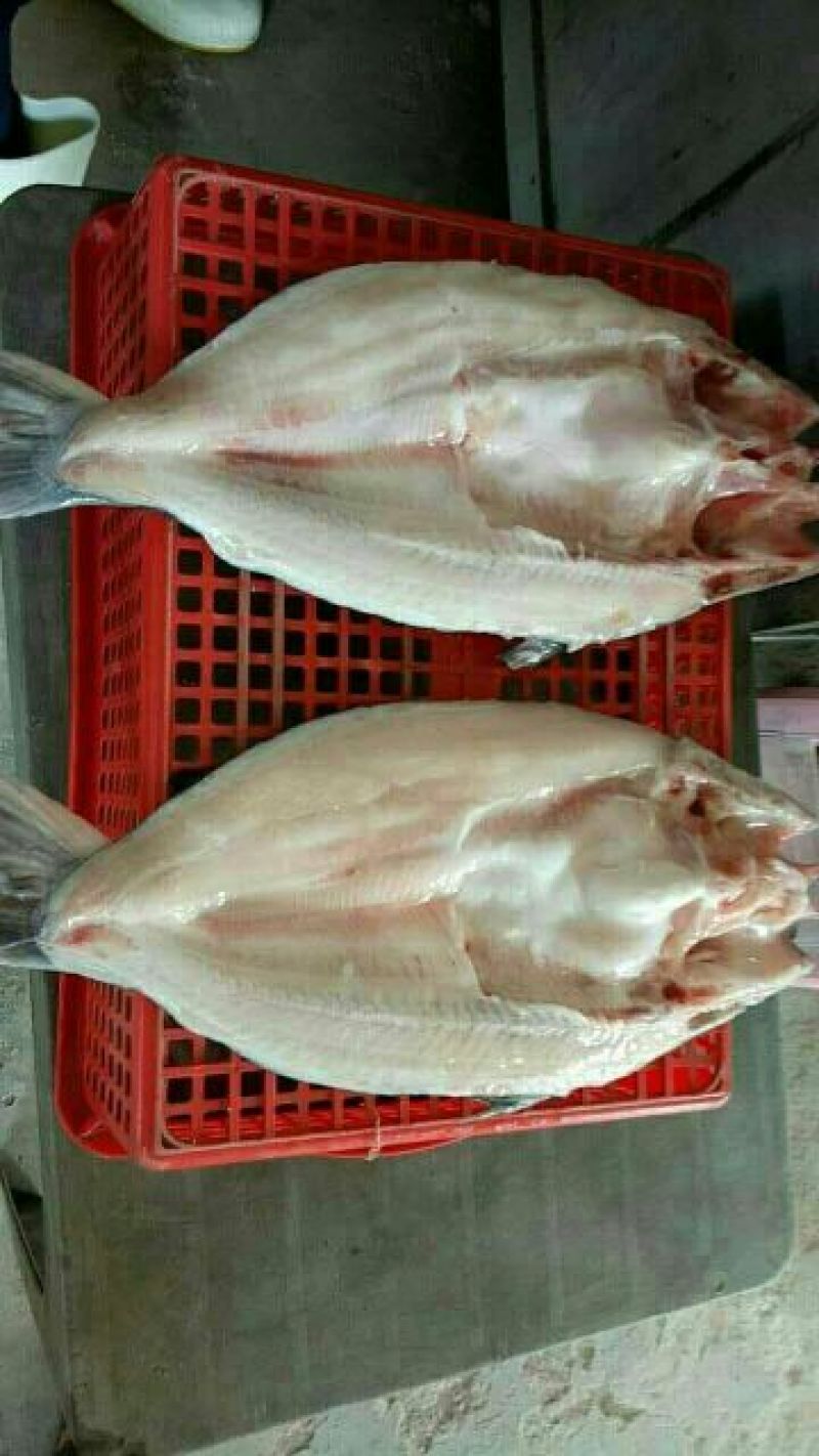 巴沙鱼