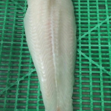 巴沙鱼