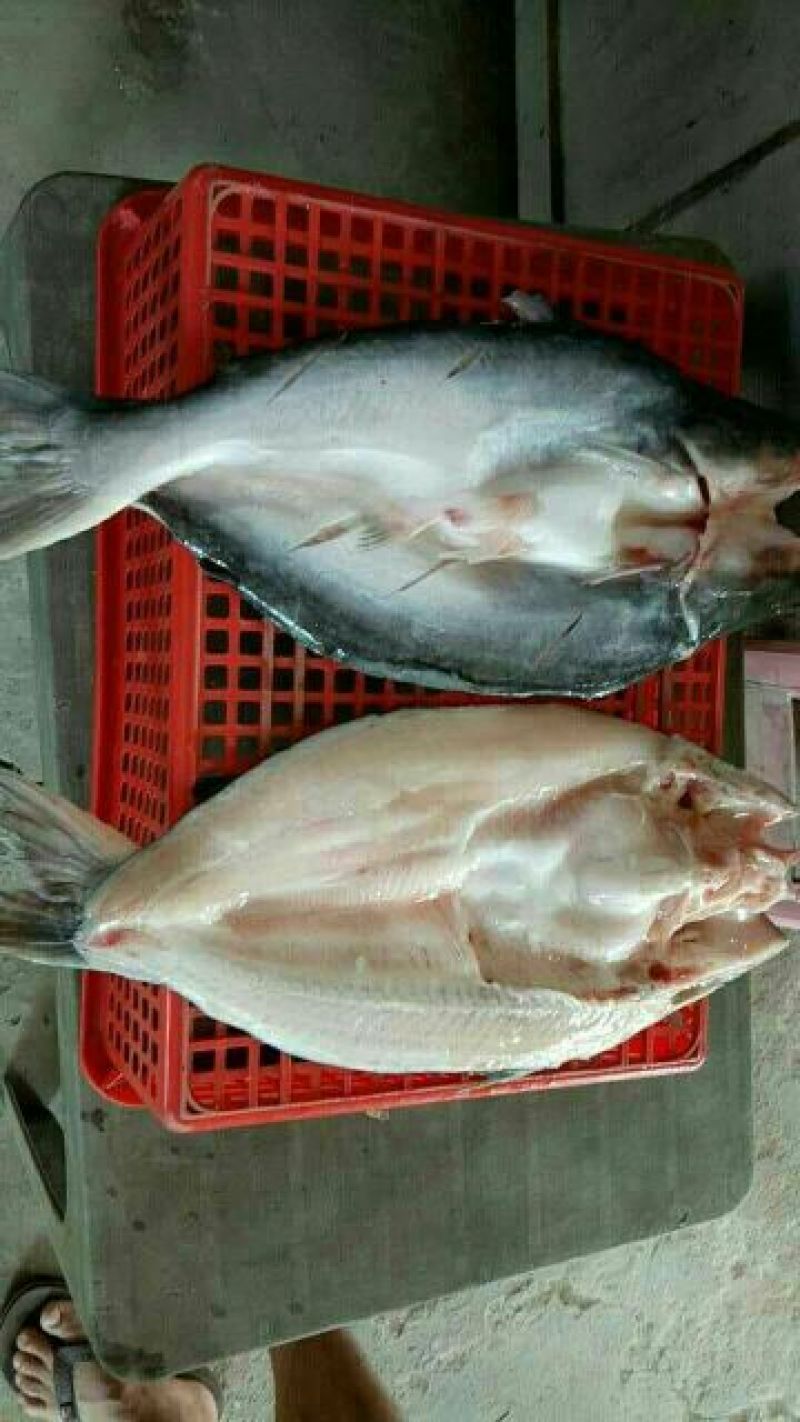巴沙鱼