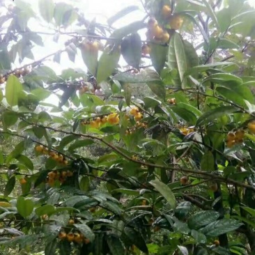 烟仔桂散装统货