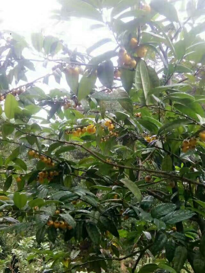 烟仔桂散装统货