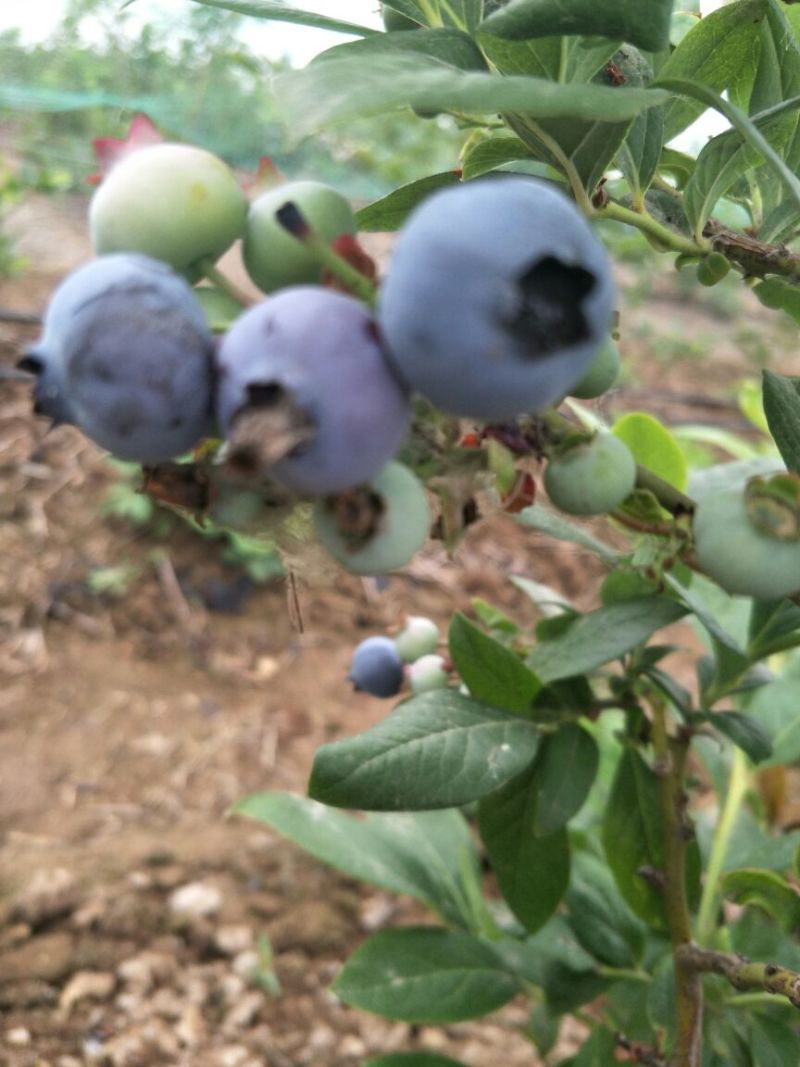 蓝丰蓝莓鲜果6~8mm以上