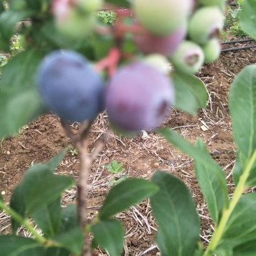 蓝丰蓝莓鲜果6~8mm以上