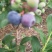 蓝丰蓝莓鲜果6~8mm以上