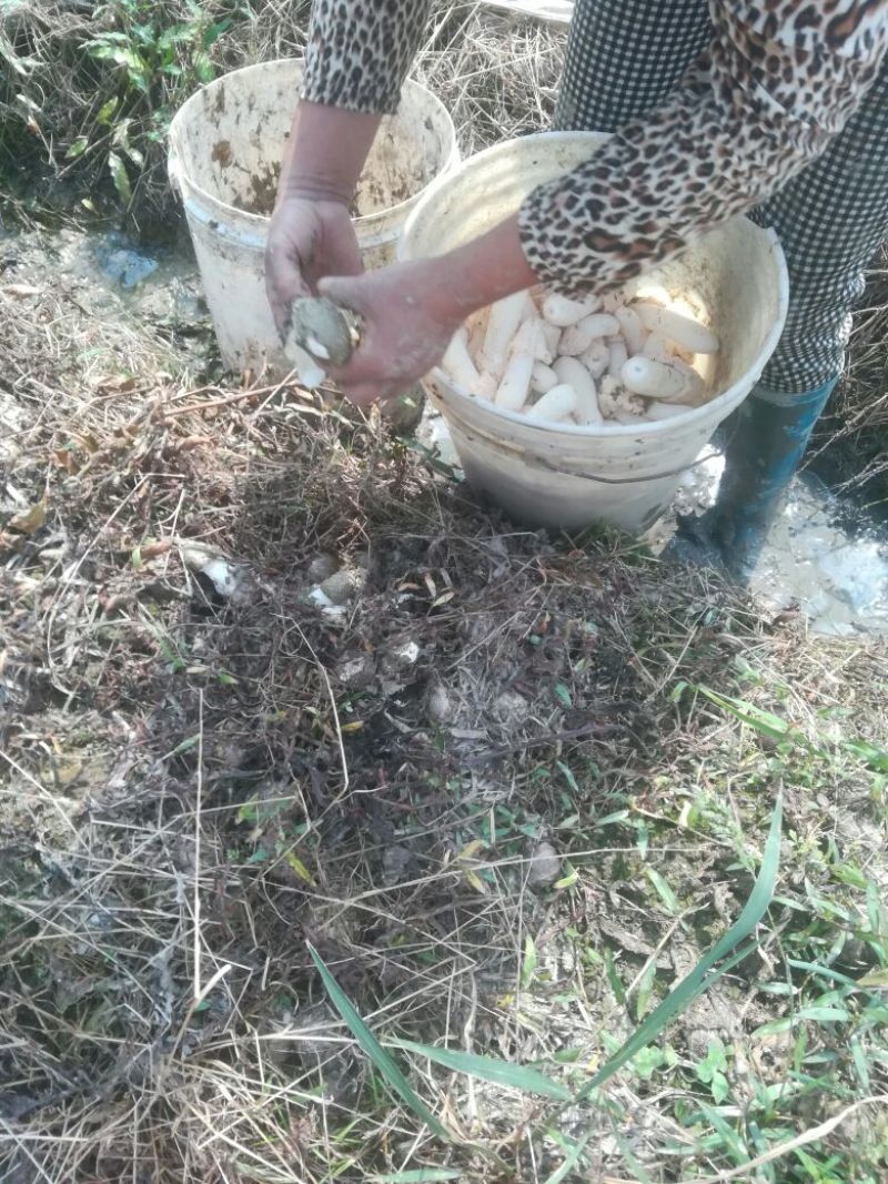 长裙竹荪一级