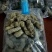 巴戟精制特级巴戟天