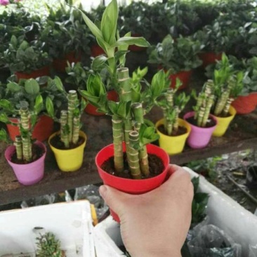 富贵竹10cm以上