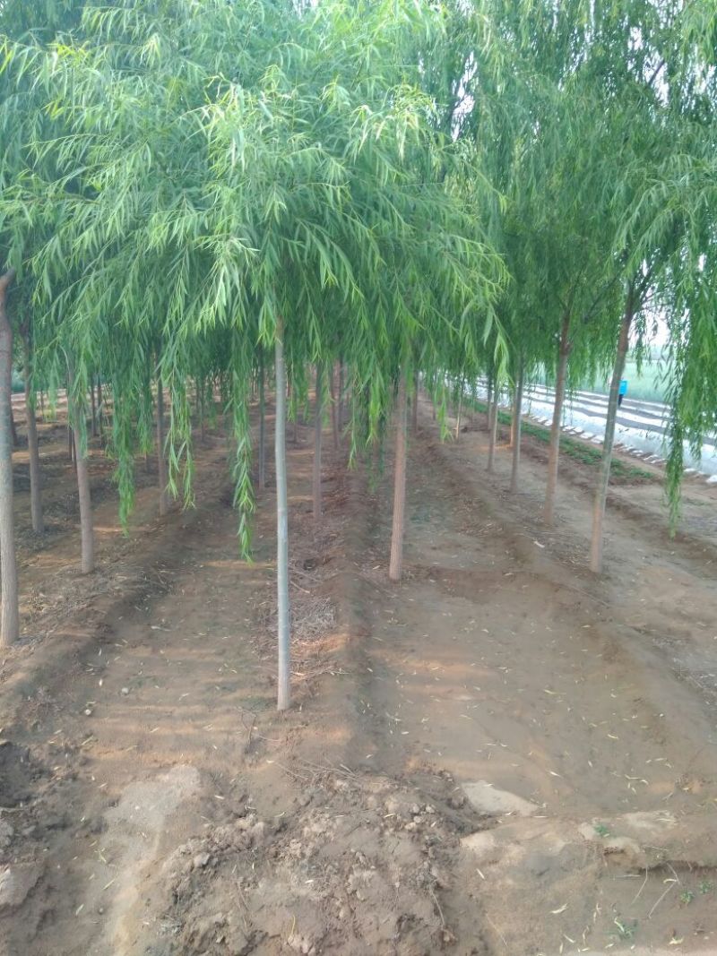 垂柳8~10cm8~10cm3~3.5米