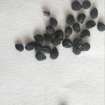 药材韭菜子选装韭菜籽