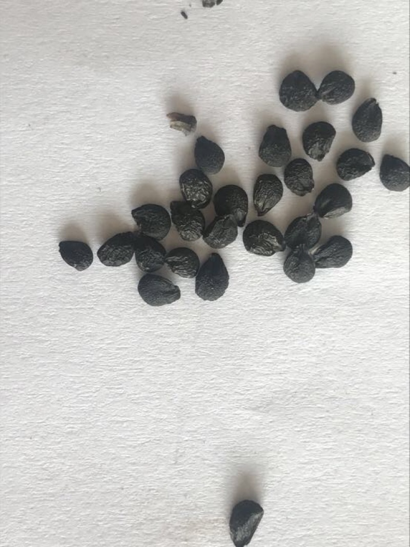 药材韭菜子选装韭菜籽