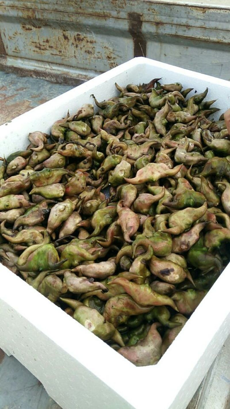 新鲜菱角家菱大量上市