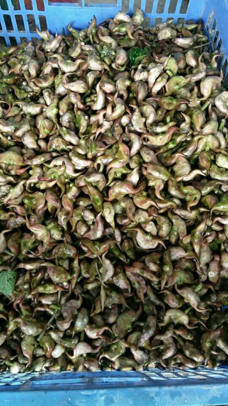 新鲜菱角家菱大量上市