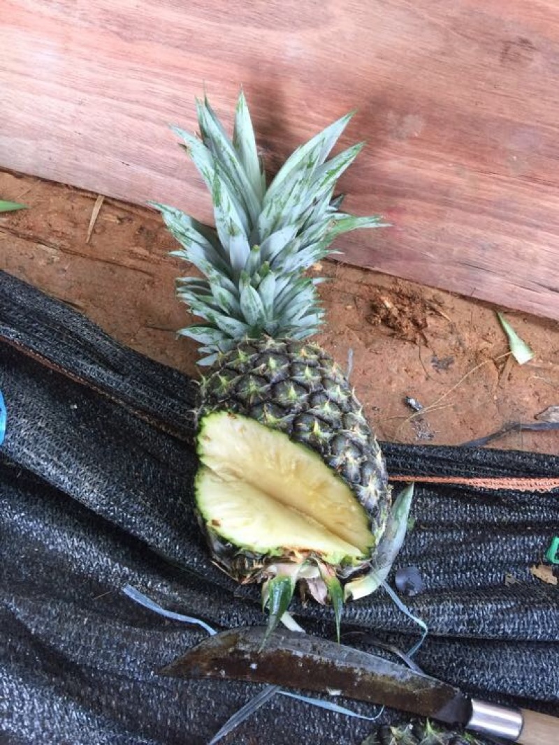 金钻十七号凤梨无眼凤梨菠萝香甜可口基地直销