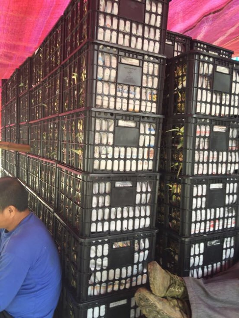 金钻十七号凤梨无眼凤梨菠萝香甜可口基地直销