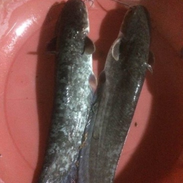 大口鲶食用