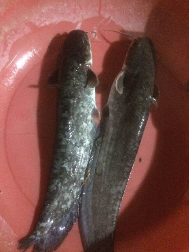大口鲶食用
