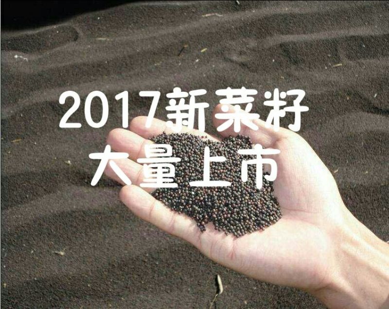 油菜籽2