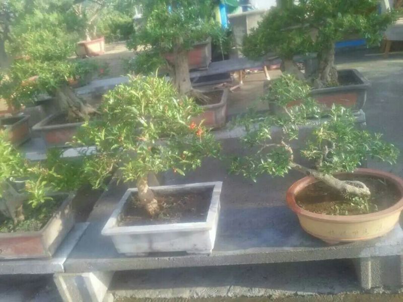 造型树石榴造型盆景