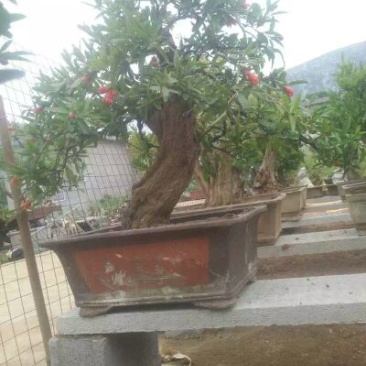 造型树石榴造型盆景