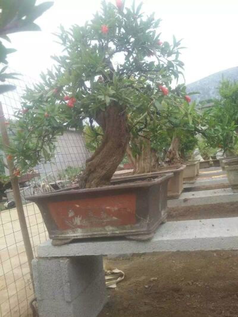 造型树石榴造型盆景