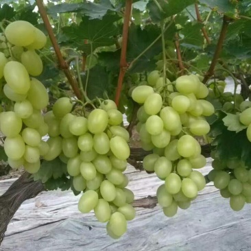河北衡水饶阳维多利亚葡萄2斤以上5%以下
