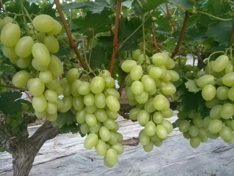 河北衡水饶阳维多利亚葡萄2斤以上5%以下
