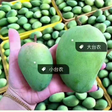 广西百色市田阳区直供各大批发市场台农芒质量好价格实惠欢迎