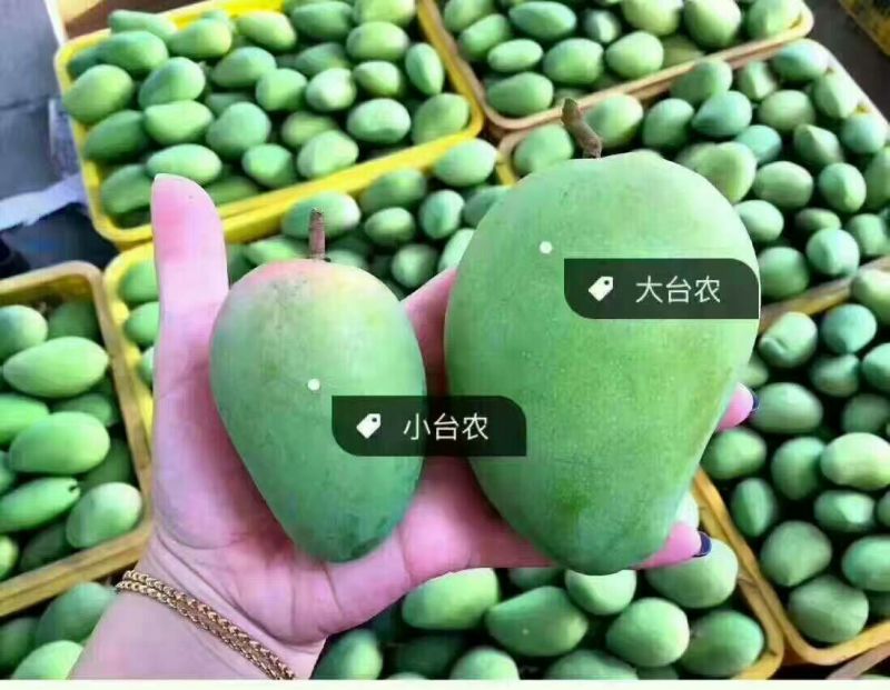 广西百色市田阳区直供各大批发市场台农芒质量好价格实惠欢迎
