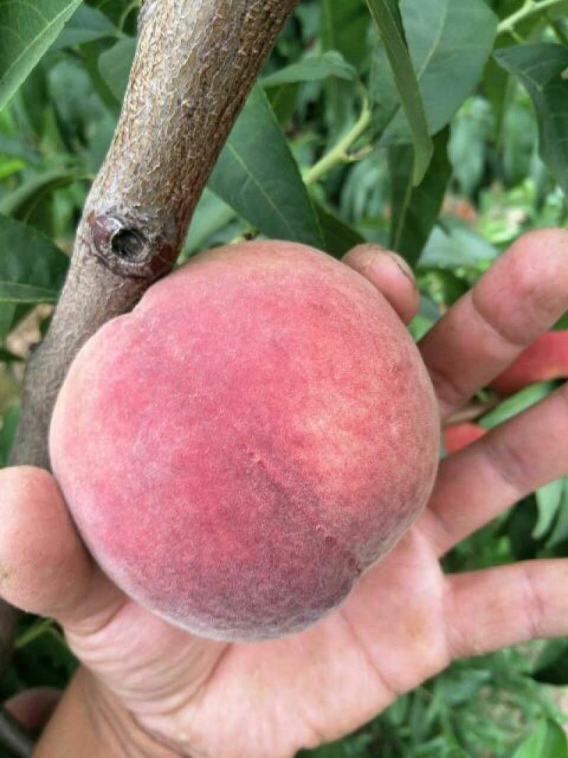 突围桃毛桃精品毛桃，郑三毛桃毛桃产地直发