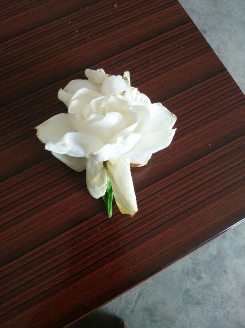 药用栀子花统货