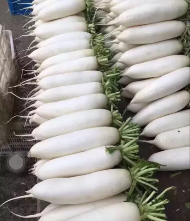 白皮白萝卜