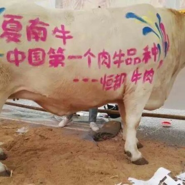 夏南牛400~600斤