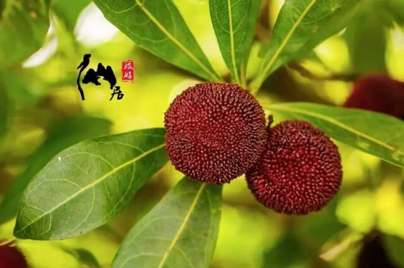 仙居杨梅1.5~2cm