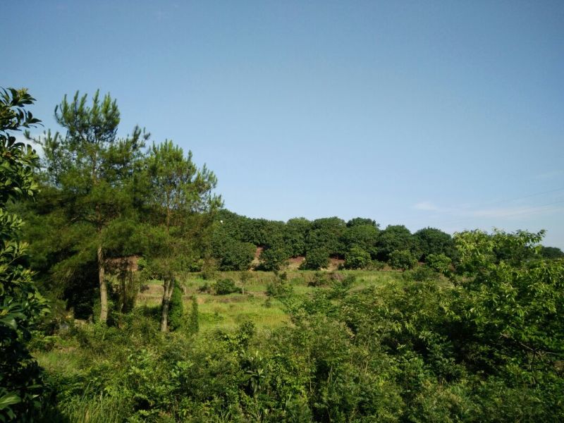 仙居杨梅1.5~2cm