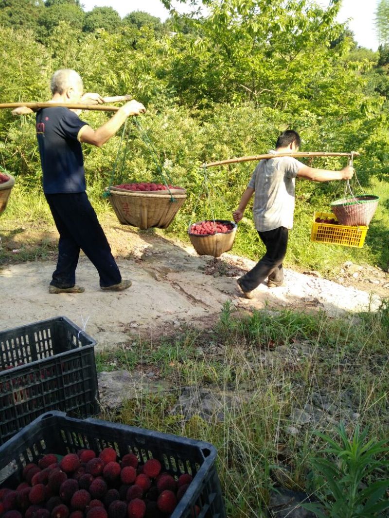 仙居杨梅1.5~2cm
