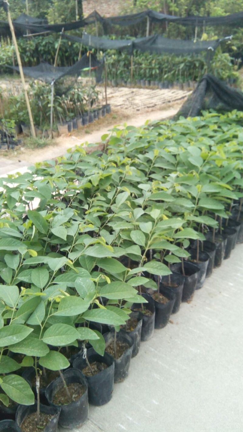 释迦苗30~50cm