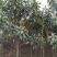 枇杷树171~200cm